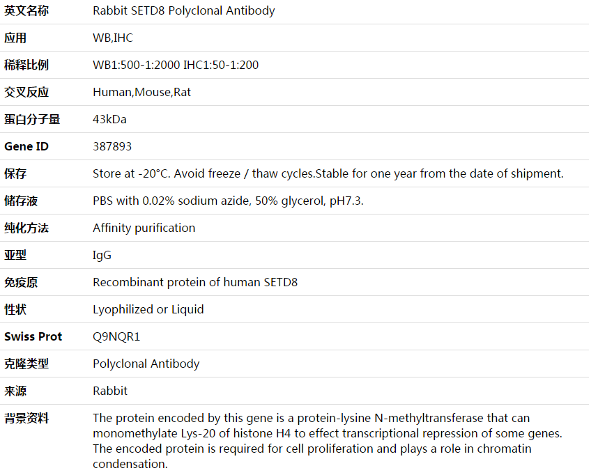 SETD8 Antibody,索莱宝,K003880P-100ul