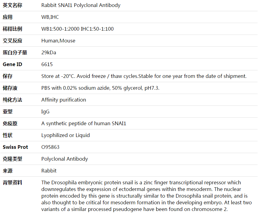 SNAI1 Antibody,索莱宝,K003876P-100ul