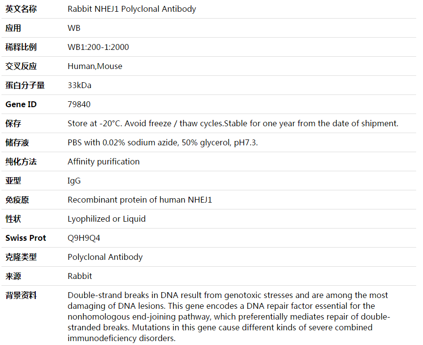 NHEJ1 Antibody,索莱宝,K003858P-50ul