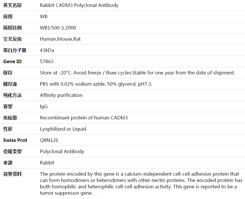 CADM3 Antibody,索莱宝,K003854P-100ul