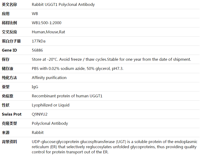 UGGT1 Antibody,索莱宝,K003853P-50ul