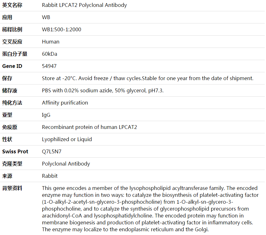 LPCAT2 Antibody,索莱宝,K003849P-100ul