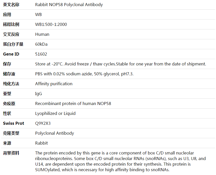 NOP58 Antibody,索莱宝,K003843P-50ul