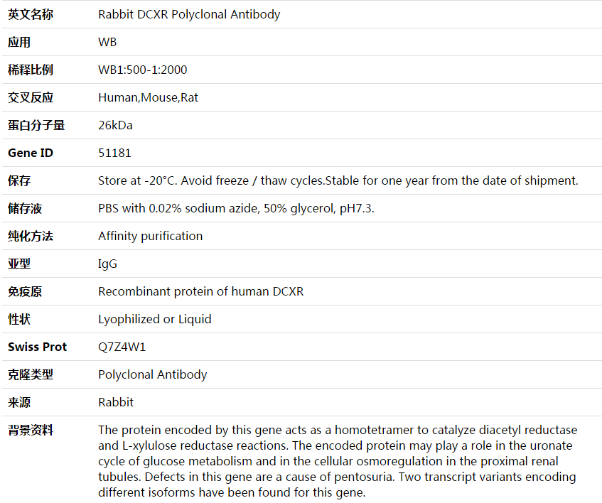 DCXR Antibody,索莱宝,K003838P-100ul
