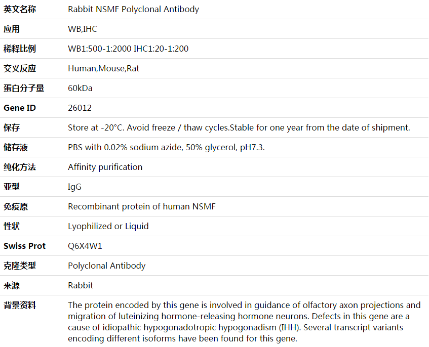 NSMF Antibody,索莱宝,K003827P-50ul