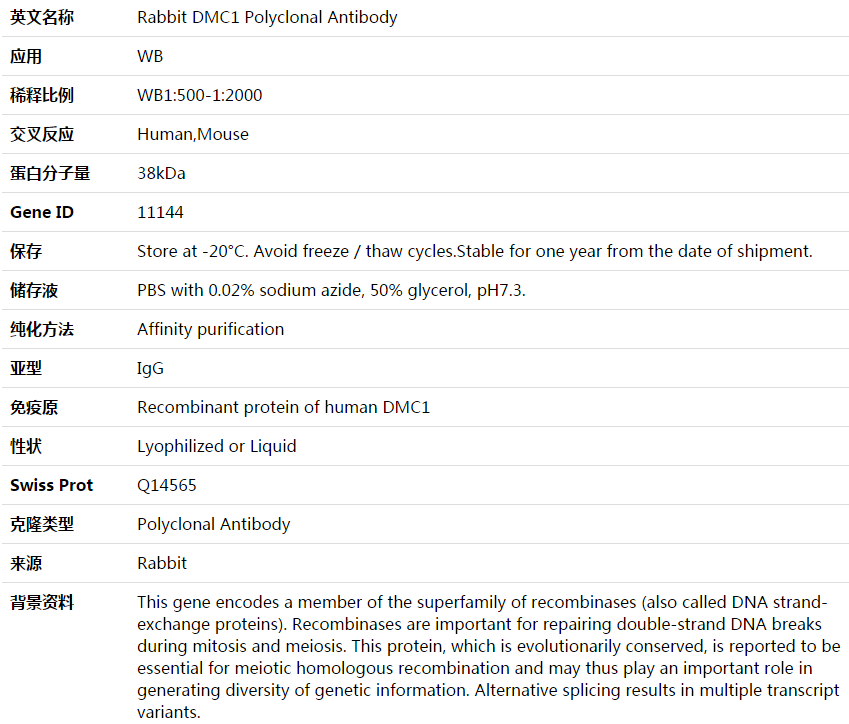 DMC1 Antibody,索莱宝,K003813P-100ul