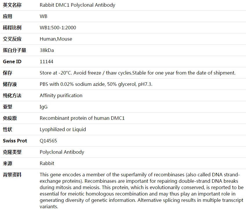 DMC1 Antibody,索莱宝,K003813P-50ul