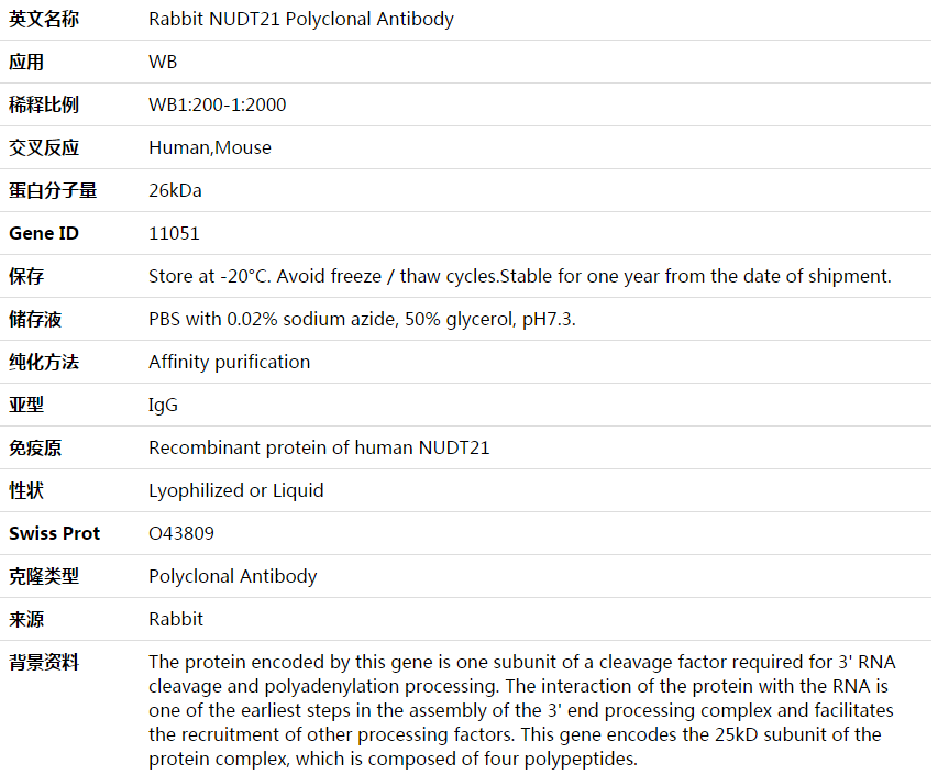 NUDT21 Antibody,索莱宝,K003811P-100ul