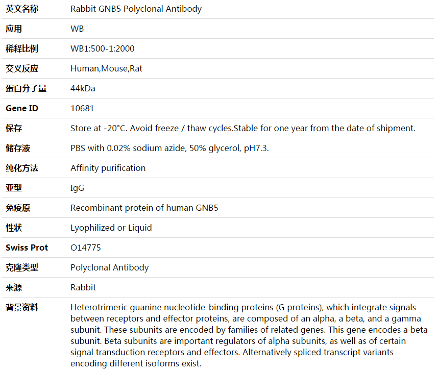 GNB5 Antibody,索莱宝,K003803P-100ul