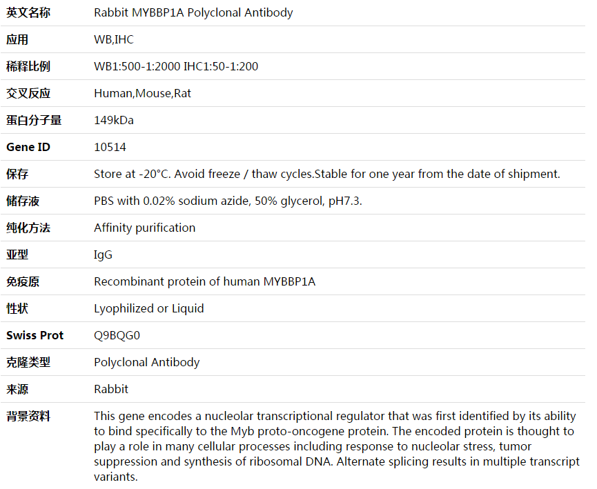 MYBBP1A Antibody,索莱宝,K003800P-50ul