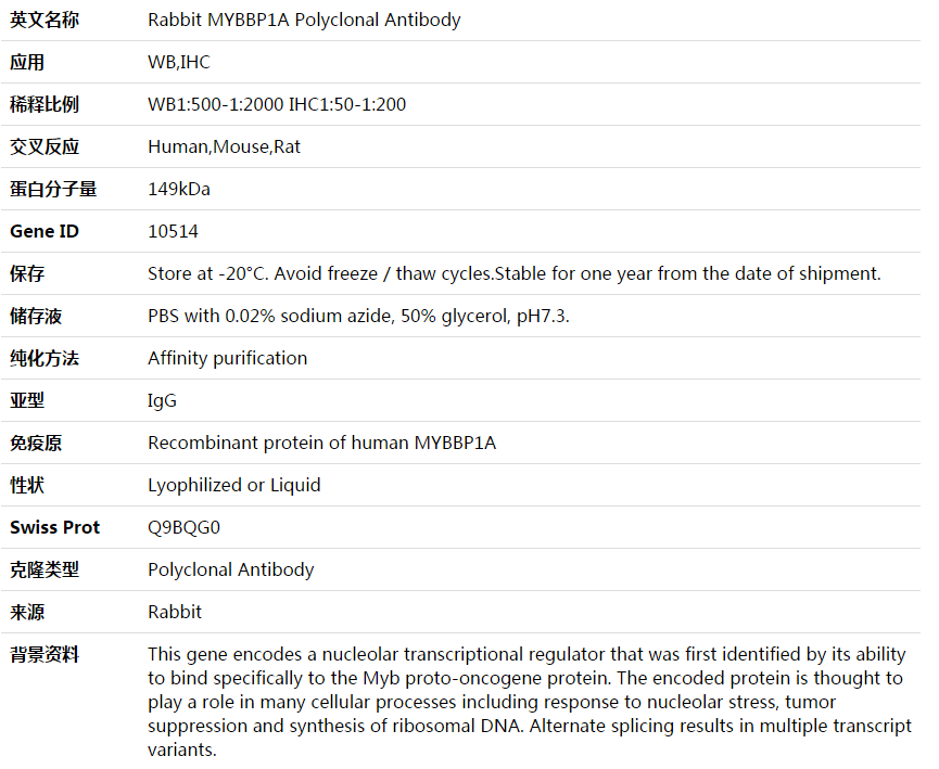 MYBBP1A Antibody,索莱宝,K003800P-100ul