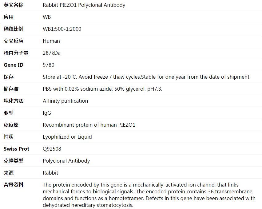 PIEZO1 Antibody,索莱宝,K003783P-100ul