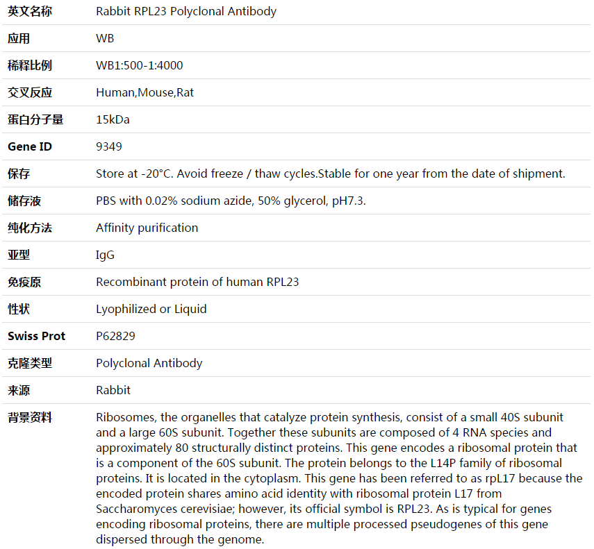 RPL23 Antibody,索莱宝,K003774P-50ul