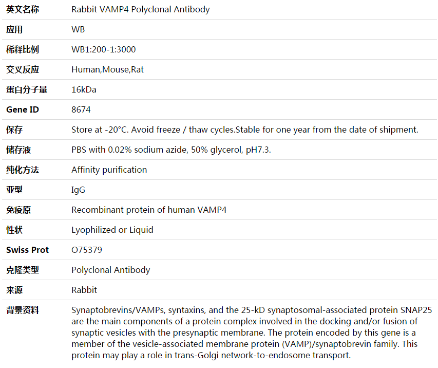 VAMP4 Antibody,索莱宝,K003768P-50ul