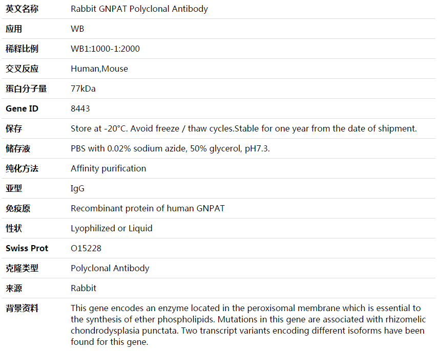 GNPAT Antibody,索莱宝,K003766P-100ul