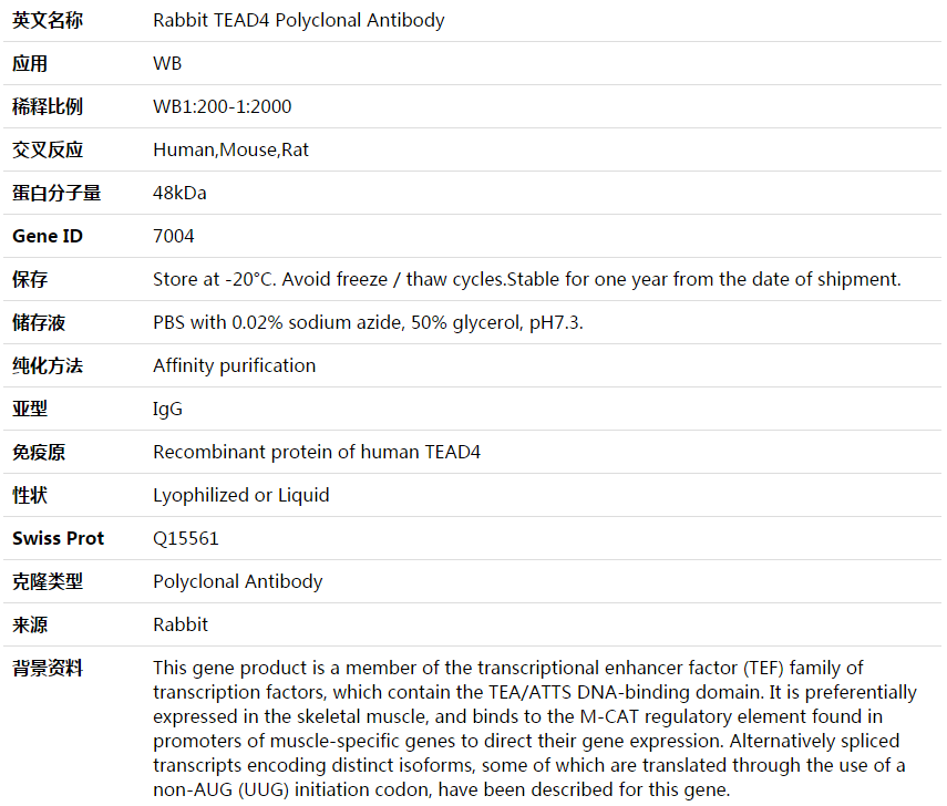 TEAD4 Antibody,索莱宝,K003757P-100ul