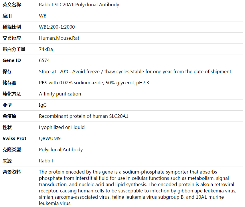 SLC20A1 Antibody,索莱宝,K003753P-50ul