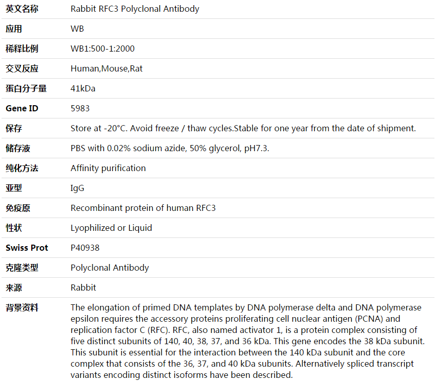 RFC3 Antibody,索莱宝,K003746P-50ul