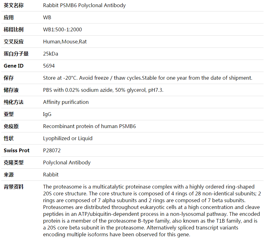 PSMB6 Antibody,索莱宝,K003745P-50ul