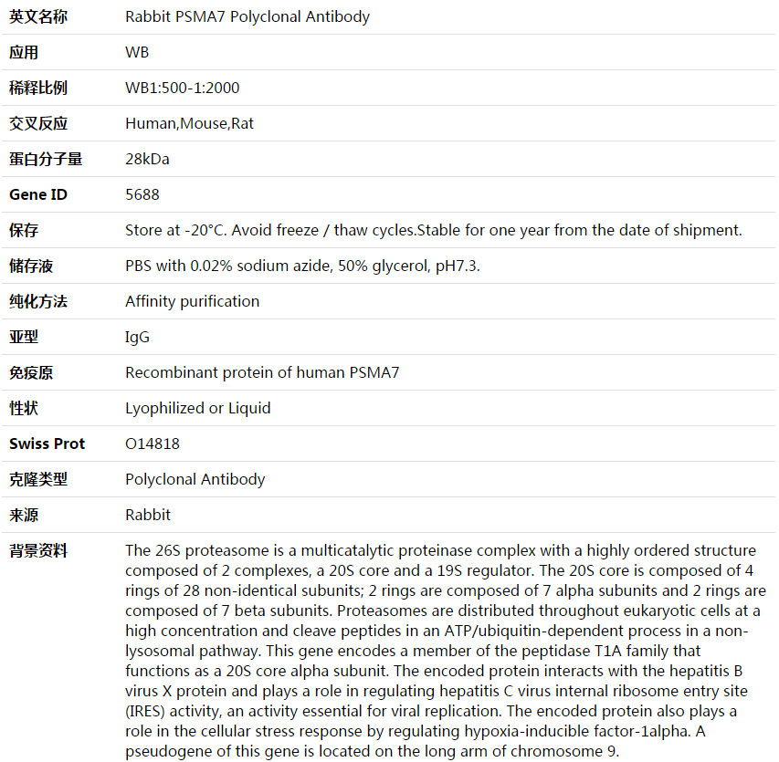 PSMA7 Antibody,索莱宝,K003744P-100ul