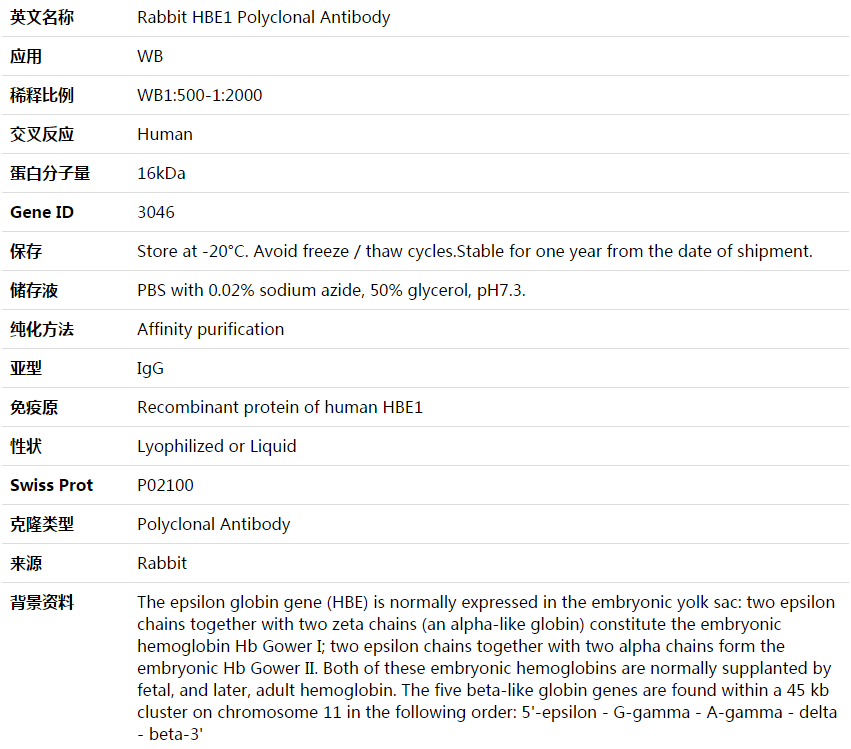 HBE1 Antibody,索莱宝,K003724P-100ul