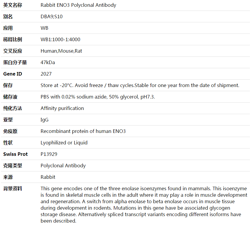 ENO3 Antibody,索莱宝,K003713P-100ul