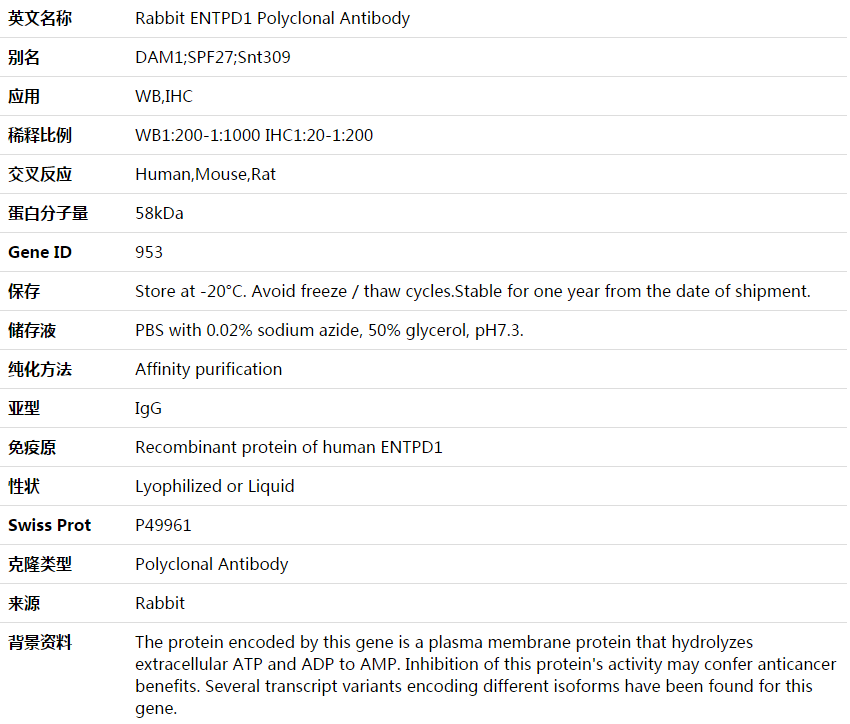 ENTPD1 Antibody,索莱宝,K003696P-50ul