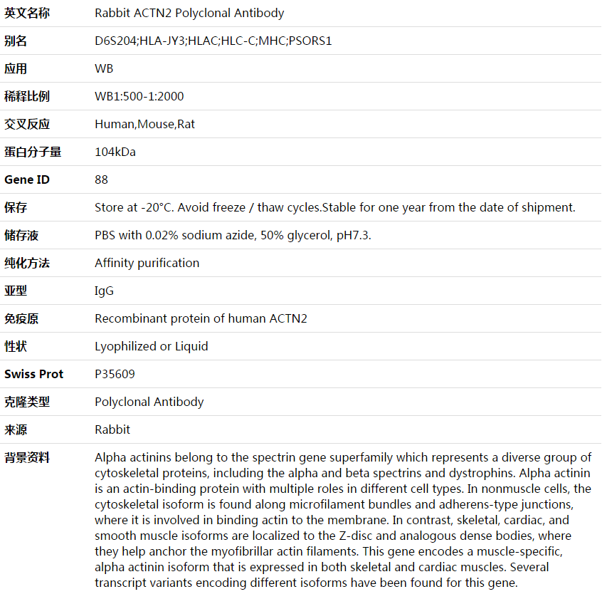 ACTN2 Antibody,索莱宝,K003686P-100ul