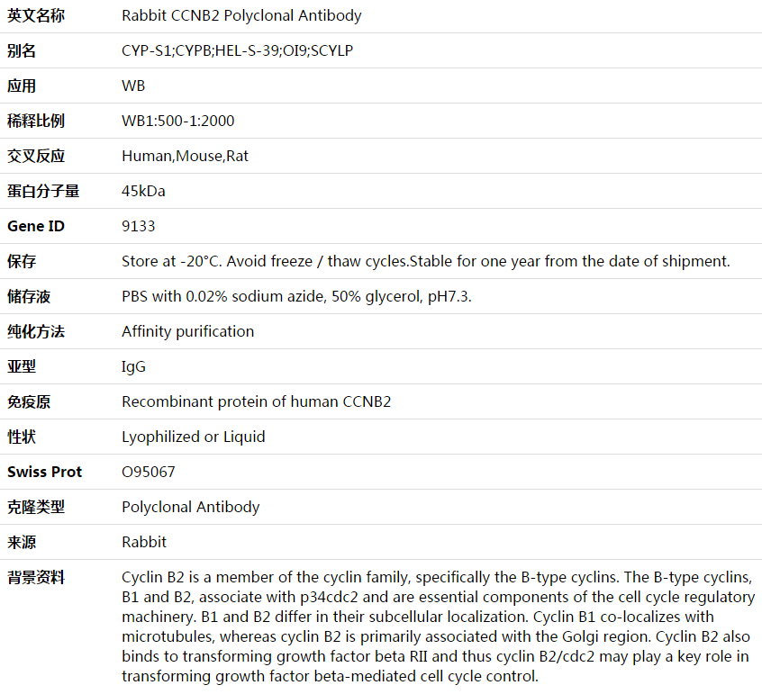 CCNB2 Antibody,索莱宝,K003657P-50ul