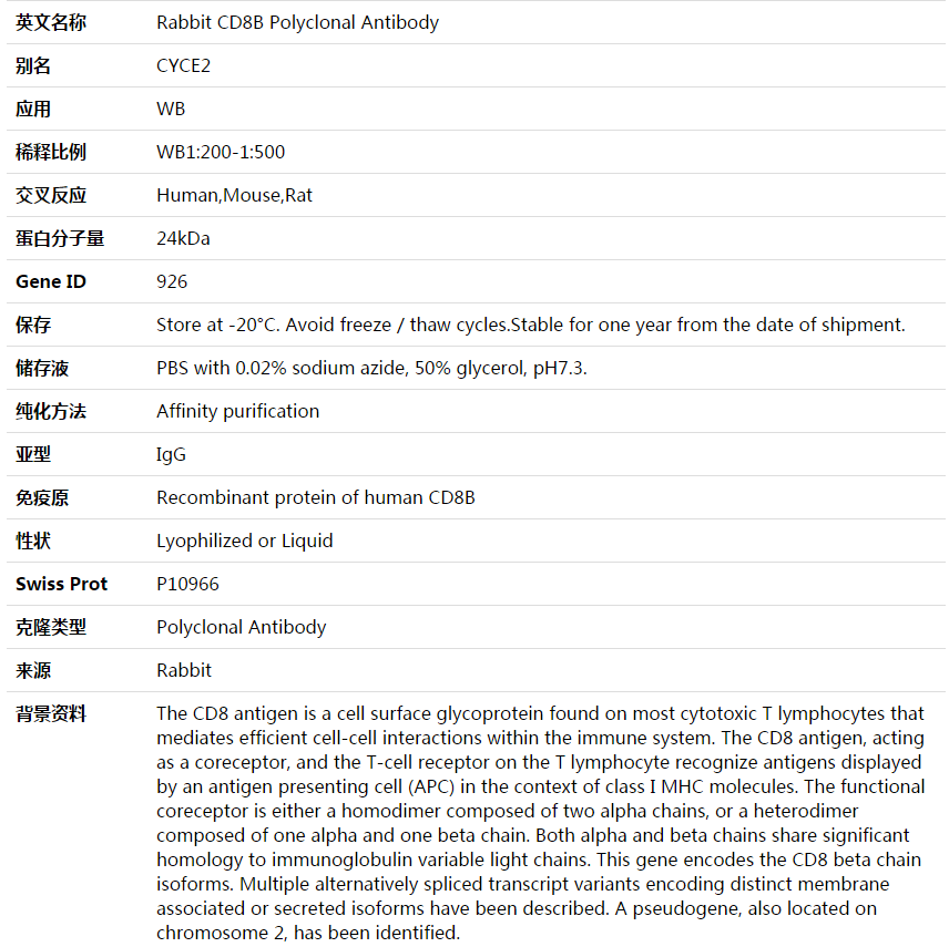 CD8B Antibody,索莱宝,K003646P-50ul