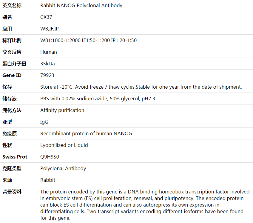 NANOG Antibody,索莱宝,K003637P-30ul