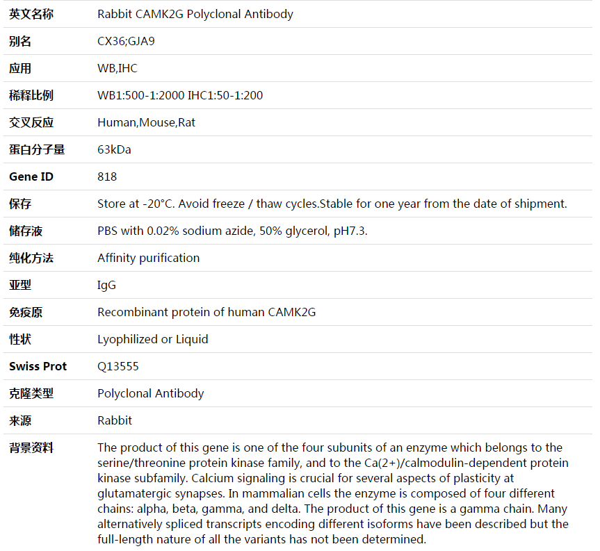 CAMK2G Antibody,索莱宝,K003636P-50ul