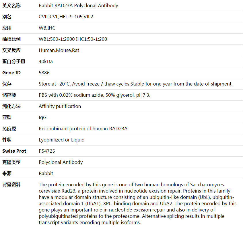 RAD23A Antibody,索莱宝,K003630P-100ul