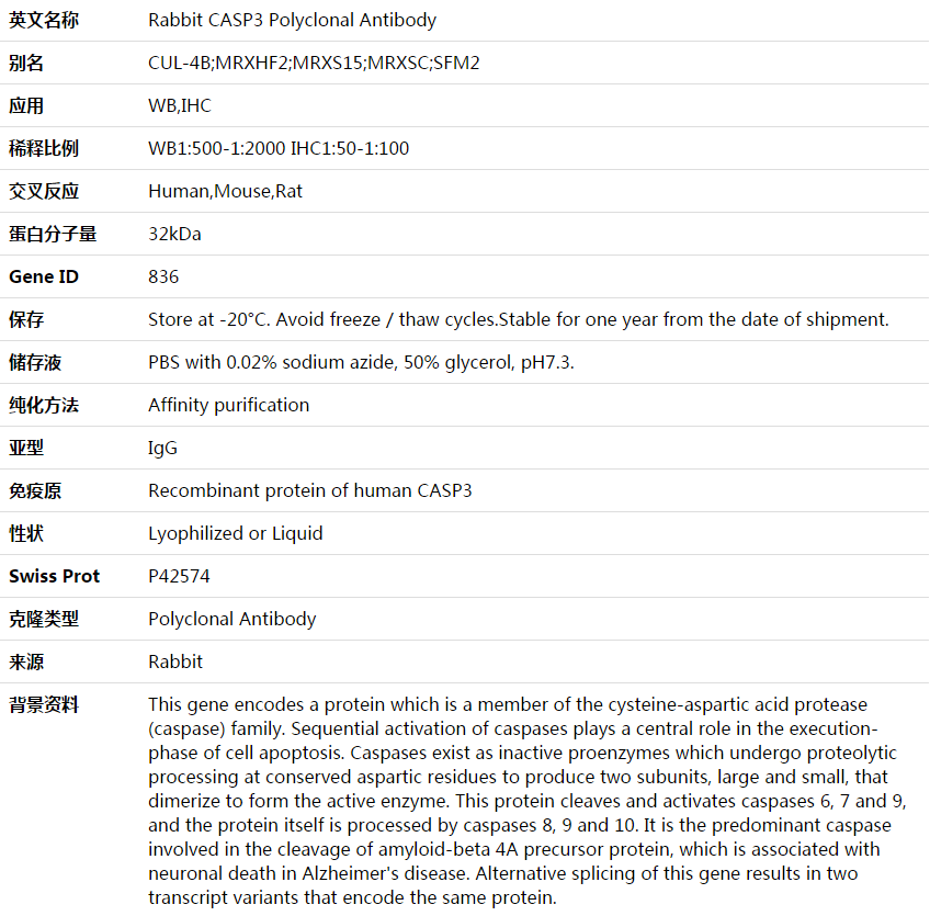 CASP3 Antibody,索莱宝,K003619P-100ul