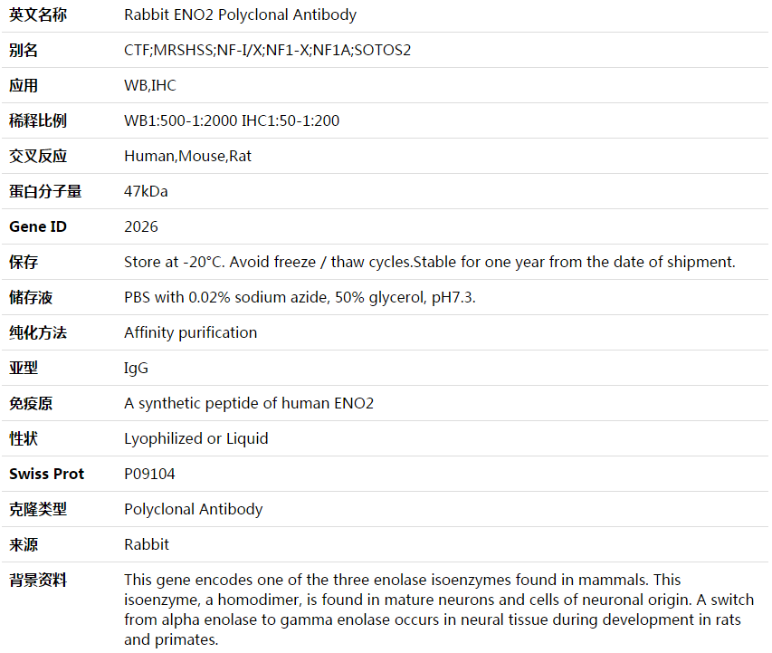 ENO2 Antibody,索莱宝,K003597P-50ul