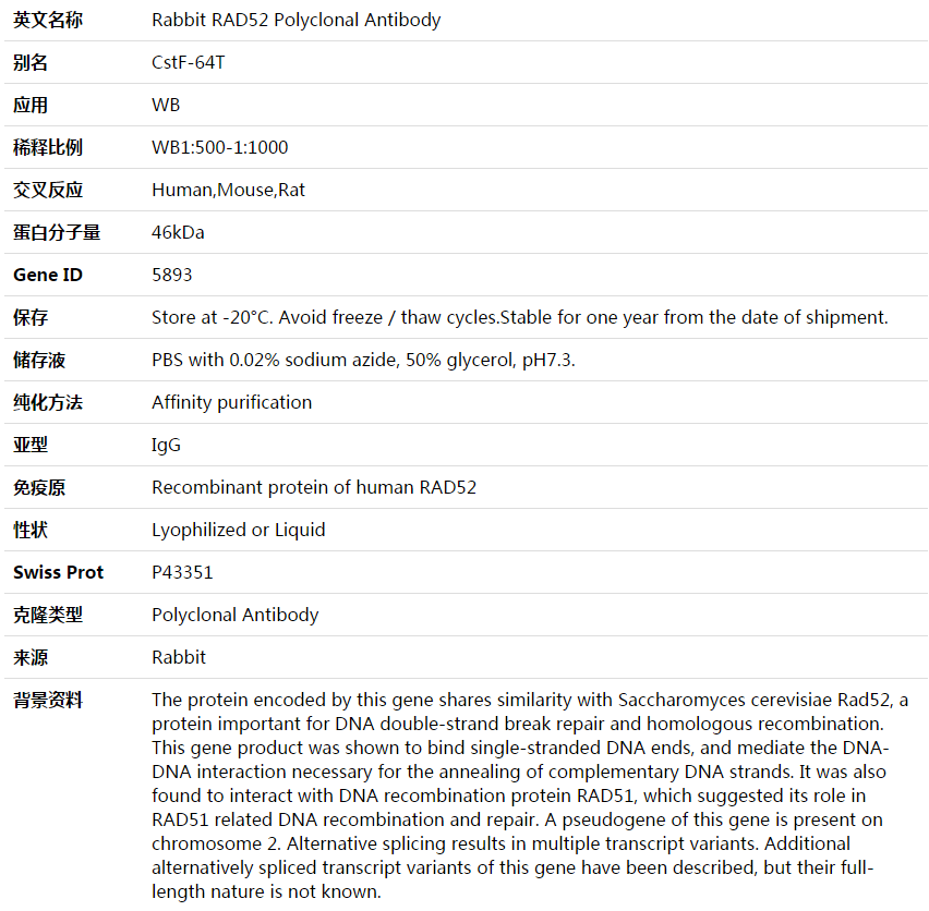 RAD52 Antibody,索莱宝,K003582P-100ul