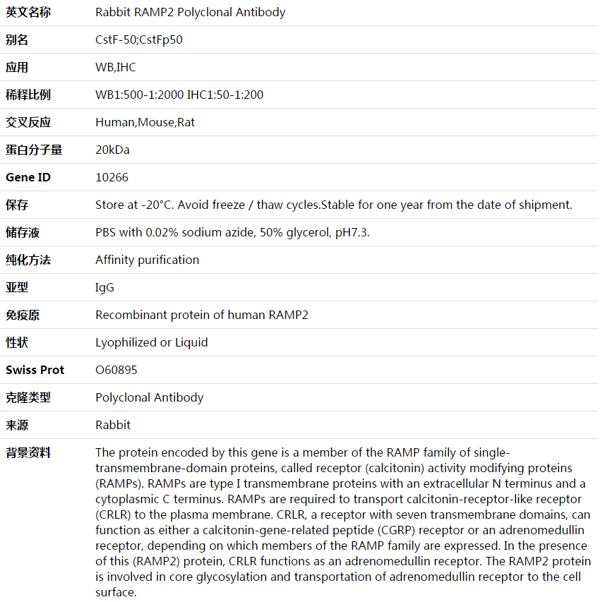 RAMP2 Antibody,索莱宝,K003580P-50ul