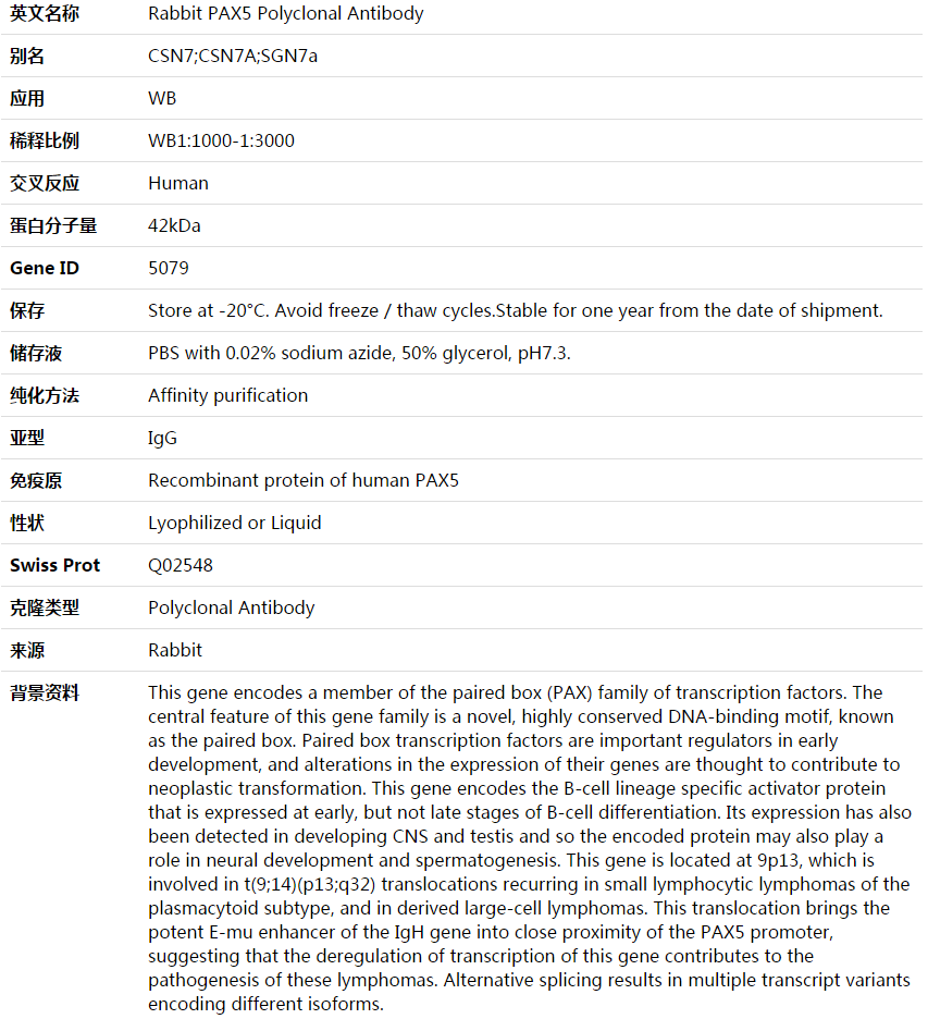 PAX5 Antibody,索莱宝,K003576P-100ul