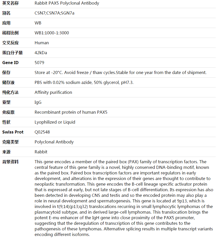 PAX5 Antibody,索莱宝,K003576P-50ul