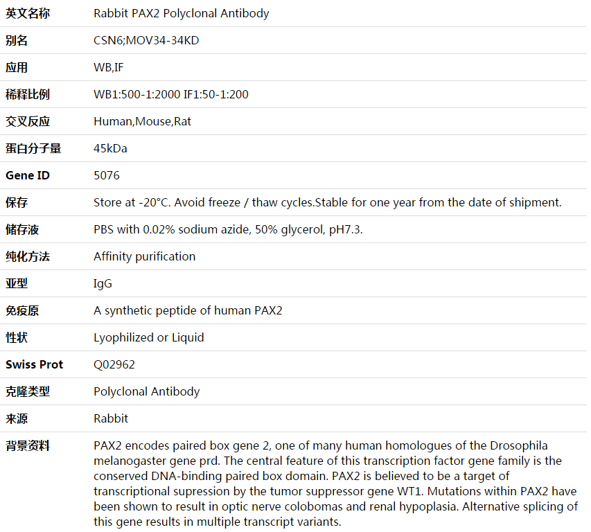 PAX2 Antibody,索莱宝,K003575P-50ul