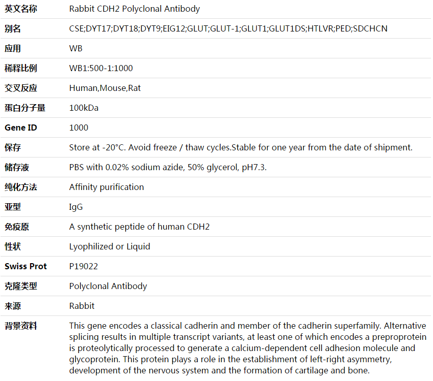 CDH2 Antibody,索莱宝,K003569P-100ul