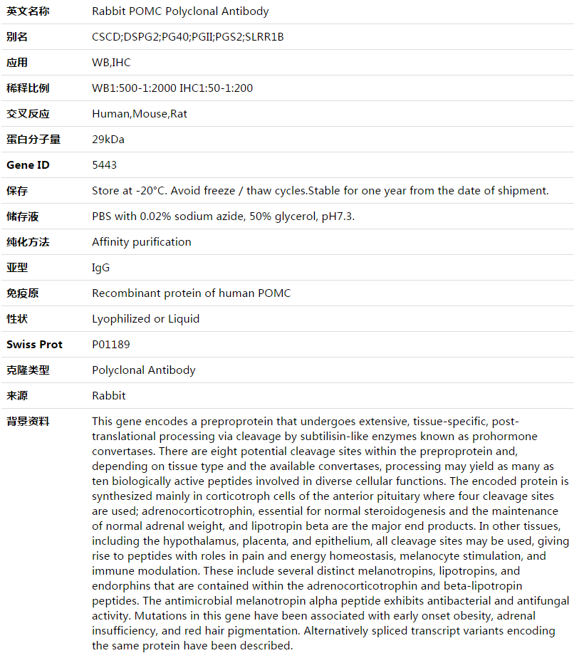 POMC Antibody,索莱宝,K003564P-30ul