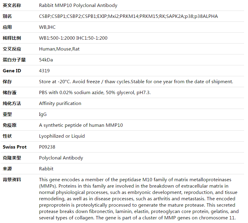 MMP10 Antibody,索莱宝,K003562P-30ul