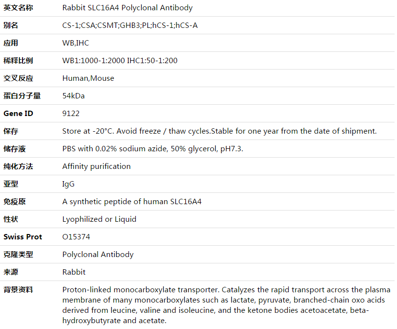 SLC16A4 Antibody,索莱宝,K003555P-30ul