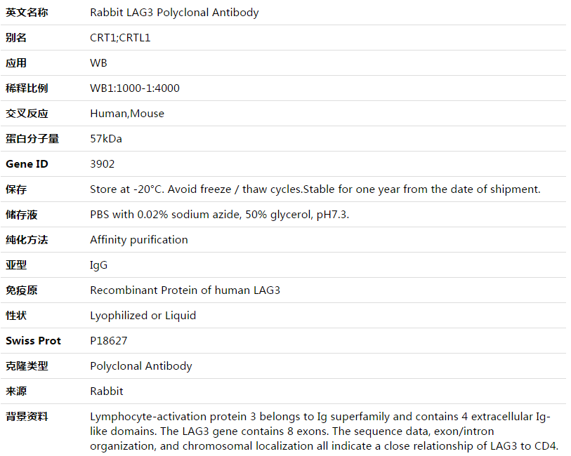 LAG3 Antibody,索莱宝,K003551P-30ul
