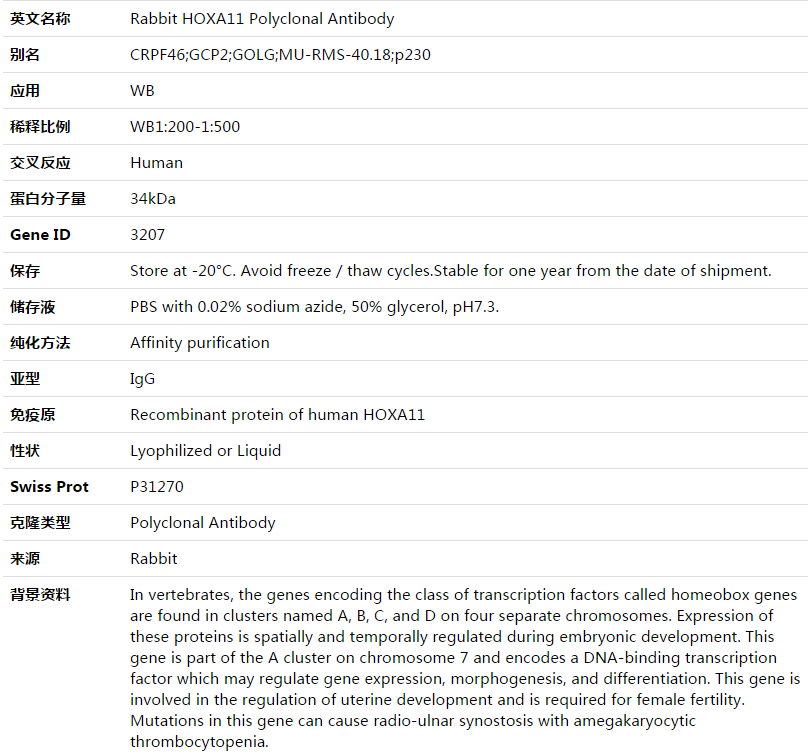 HOXA11 Antibody,索莱宝,K003547P-50ul