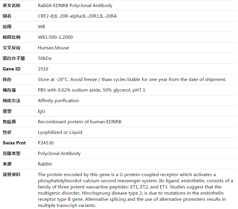 EDNRB Antibody,索莱宝,K003529P-30ul