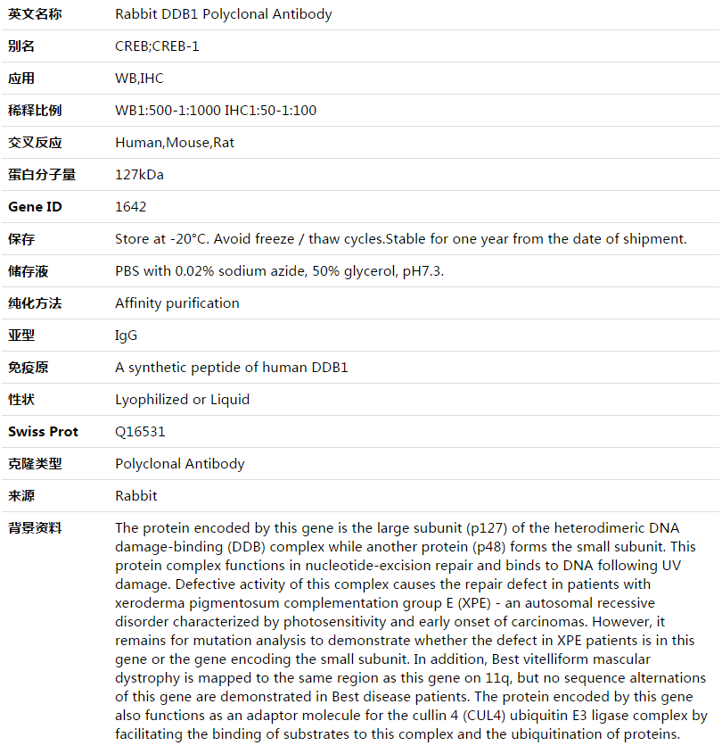 DDB1 Antibody,索莱宝,K003523P-100ul