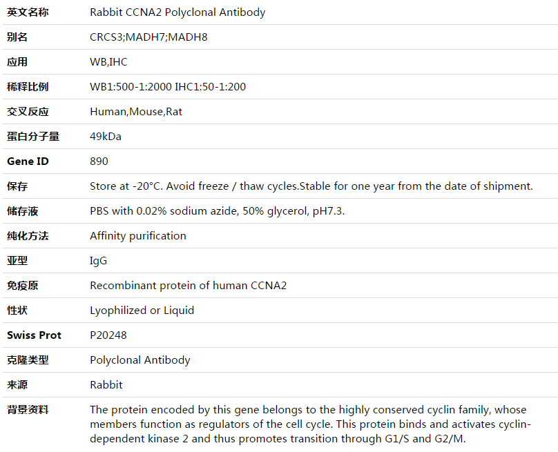 CCNA2 Antibody,索莱宝,K003520P-100ul
