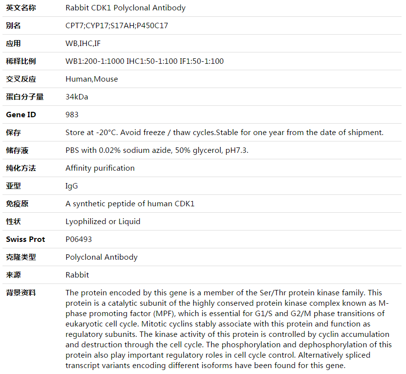 CDK1 Antibody,索莱宝,K003511P-50ul